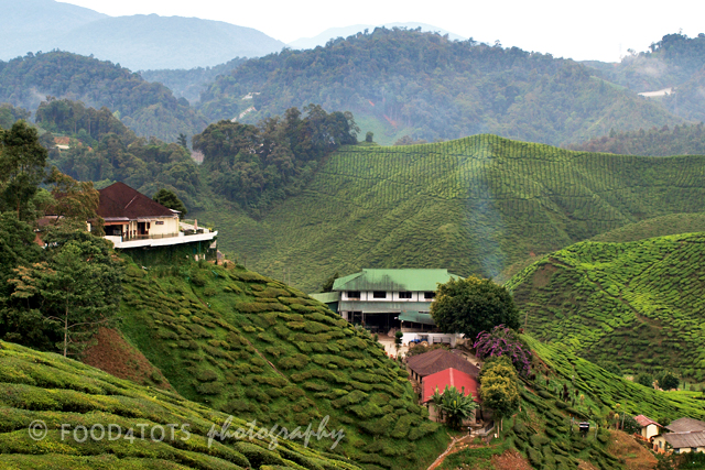 Cameron Highlands, tea plantation, holiday, Malaysia, toddler