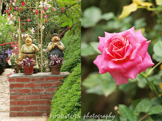 Cameron Highlands, flowers, rose, rose garden, holiday, Malaysia, toddler